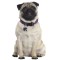 Bobby Chevron Collection Nylon Dog Collar