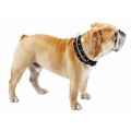 Bobby Titan Leather Dog Collar
