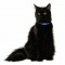 Bobby Rock Leather Cat Collar
